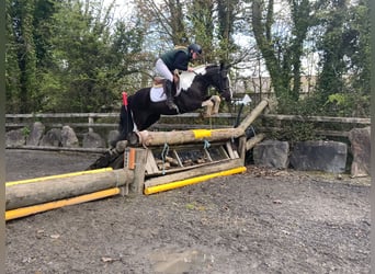 Irish Sport Horse, Gelding, 4 years, 14.2 hh, Pinto