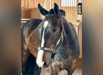 Irish Sport Horse, Gelding, 4 years, 14.3 hh, Brown
