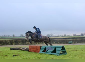 Irish Sport Horse, Gelding, 4 years, 14,3 hh, Gray