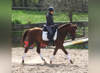 Irish Sport Horse Mix, Gelding, 4 years, 14,2 hh, Chestnut-Red