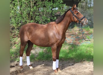 Irish Sport Horse Mix, Gelding, 4 years, 14,2 hh, Chestnut-Red