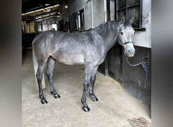 Irish Sport Horse, Gelding, 4 years, 14,2 hh, Gray
