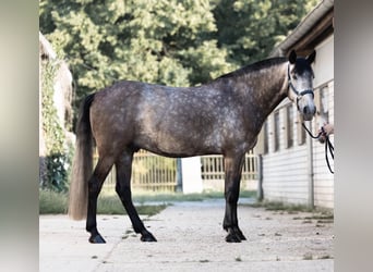 Irish Sport Horse Mix, Gelding, 4 years, 15.1 hh, Can be white