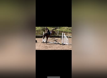 Irish Sport Horse, Gelding, 4 years, 15.2 hh, Bay