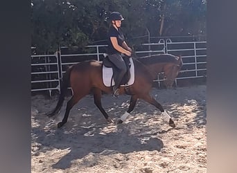 Irish Sport Horse, Gelding, 4 years, 15.2 hh, Brown