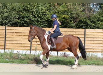 Irish Sport Horse, Gelding, 4 years, 15.2 hh, Pinto