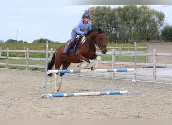 Irish Sport Horse, Gelding, 4 years, 15.2 hh, Pinto