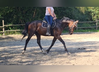 Irish Sport Horse, Gelding, 4 years, 15.2 hh, Smoky-Black