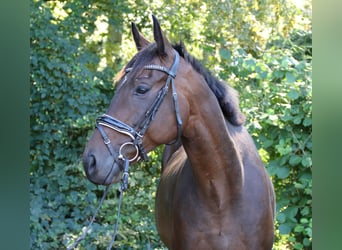 Irish Sport Horse, Gelding, 4 years, 15.2 hh, Smoky-Black