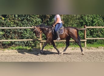 Irish Sport Horse, Gelding, 4 years, 15.2 hh, Smoky-Black