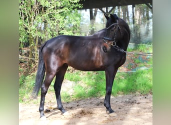 Irish Sport Horse Mix, Gelding, 4 years, 15.3 hh, Black