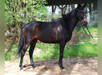 Irish Sport Horse Mix, Gelding, 4 years, 15.3 hh, Black