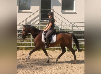 Irish Sport Horse, Gelding, 4 years, 15.3 hh, Brown