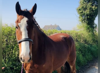 Irish Sport Horse, Gelding, 4 years, 15.3 hh, Brown