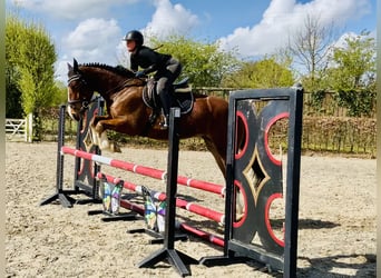 Irish Sport Horse, Gelding, 4 years, 15.3 hh, Brown