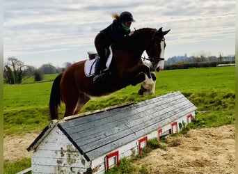 Irish Sport Horse, Gelding, 4 years, 15,3 hh, Brown