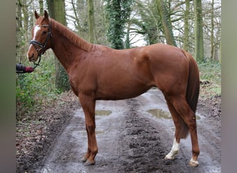 Irish Sport Horse, Gelding, 4 years, 15.3 hh, Chestnut-Red