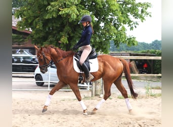 Irish Sport Horse Mix, Gelding, 4 years, 15.3 hh, Chestnut-Red