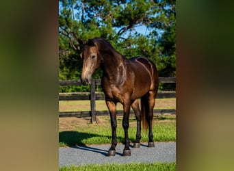 Irish Sport Horse Mix, Gelding, 4 years, 15 hh, Buckskin