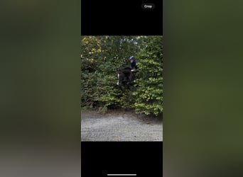 Irish Sport Horse, Gelding, 4 years, 15,1 hh, Black