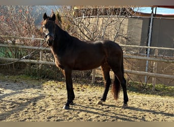 Irish Sport Horse, Gelding, 4 years, 15,2 hh, Bay-Dark