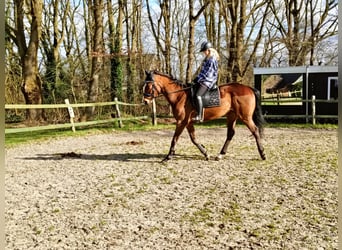 Irish Sport Horse, Gelding, 4 years, 16.1 hh, Brown