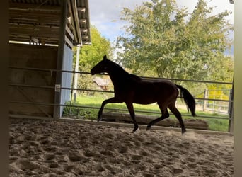 Irish Sport Horse, Gelding, 4 years, 16.1 hh, Brown