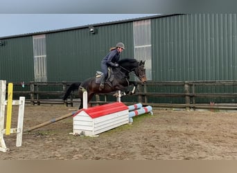 Irish Sport Horse, Gelding, 4 years, 16,1 hh, Brown