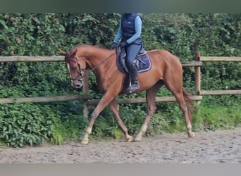 Irish Sport Horse, Wallach, 4 Jahre, 16,1 hh, Dunkelfuchs