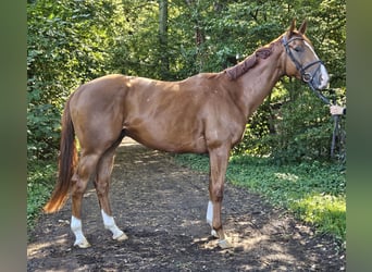 Irish Sport Horse, Wallach, 4 Jahre, 16,1 hh, Dunkelfuchs