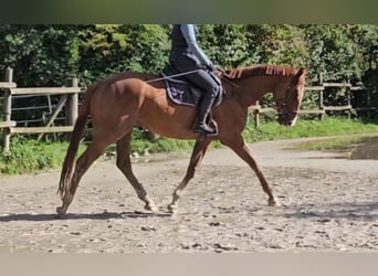 Irish Sport Horse, Wallach, 4 Jahre, 16,1 hh, Dunkelfuchs