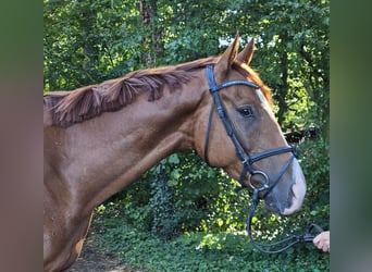 Irish Sport Horse, Wallach, 4 Jahre, 16,1 hh, Dunkelfuchs