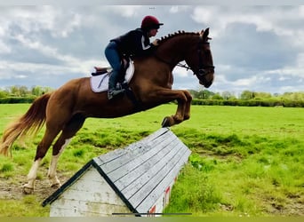 Irish Sport Horse, Gelding, 4 years, 16.1 hh, Chestnut-Red