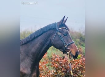 Irish Sport Horse, Gelding, 4 years, 16.2 hh, Black