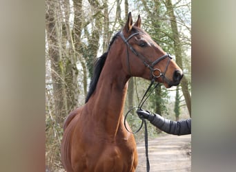 Irish Sport Horse, Gelding, 4 years, 16,2 hh, Brown