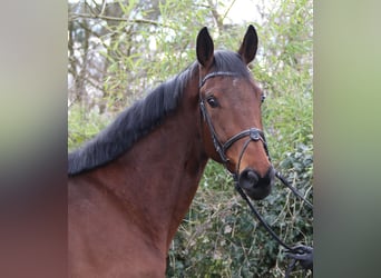 Irish Sport Horse, Gelding, 4 years, 16,2 hh, Brown