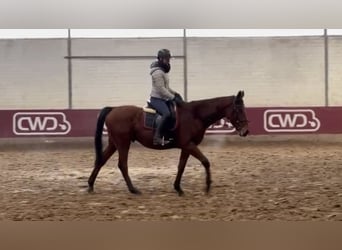 Irish Sport Horse, Gelding, 4 years, 16,2 hh, Brown