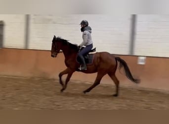 Irish Sport Horse, Gelding, 4 years, 16,2 hh, Brown