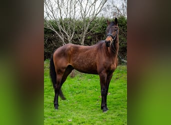 Irish Sport Horse, Gelding, 4 years, 16.2 hh, Brown