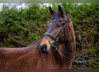 Irish Sport Horse, Gelding, 4 years, 16.2 hh, Brown