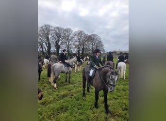 Irish Sport Horse Mix, Gelding, 4 years, 16.2 hh, Gray