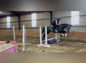 Irish Sport Horse, Gelding, 4 years, 16.2 hh, Grey