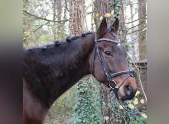 Irish Sport Horse, Gelding, 4 years, 16,3 hh, Smoky-Black