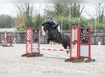 Irish Sport Horse, Gelding, 4 years, 16 hh, Black
