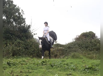 Irish Sport Horse, Gelding, 4 years, 16 hh, Black