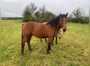 Irish Sport Horse, Gelding, 4 years, 16 hh, Brown