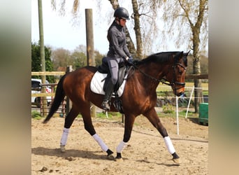 Irish Sport Horse Mix, Gelding, 4 years, 16 hh, Brown