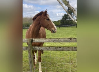 Irish Sport Horse, Gelding, 4 years, 16 hh, Chestnut-Red