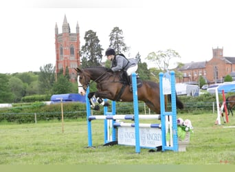 Irish Sport Horse, Gelding, 4 years, 16 hh, Chestnut-Red