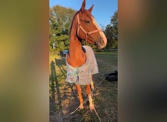 Irish Sport Horse, Gelding, 4 years, 16 hh, Chestnut-Red